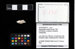 Foto (Objekt + Etikett) von Mesogalathea striata (Remeš, 1895)  (NHMW-GEO-2014-0194-0175)